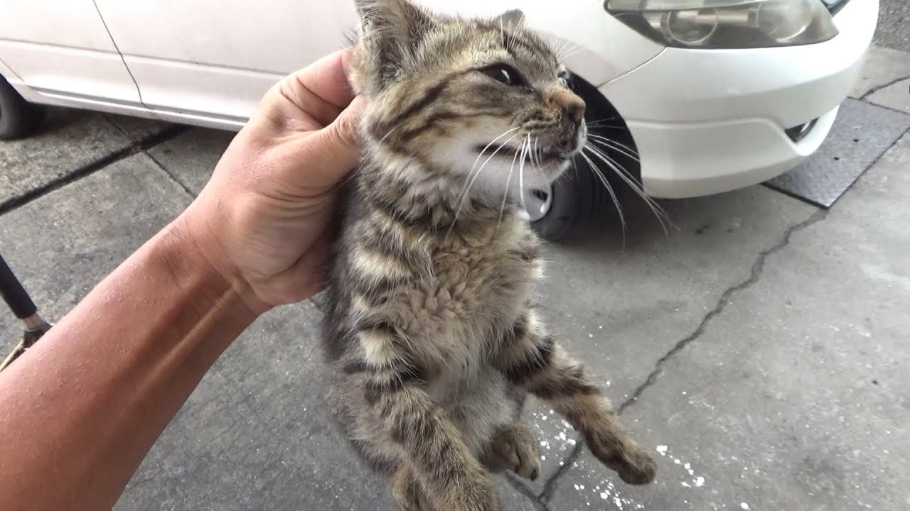 車屋に迷い込んでいた子猫を保護した