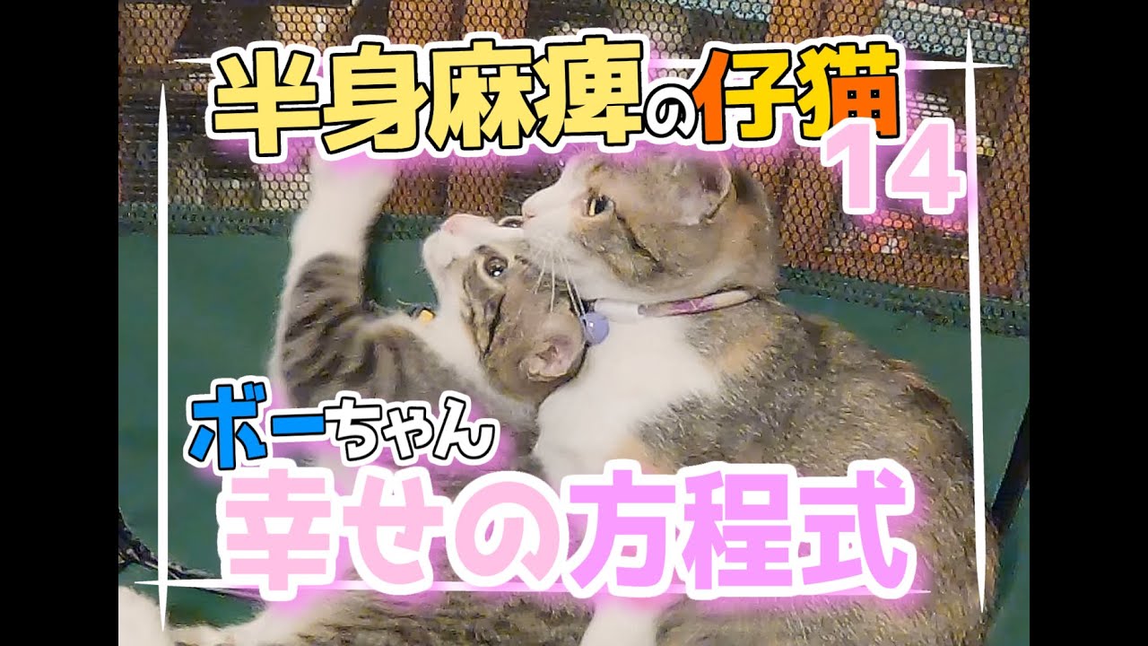 【畑に捨てられた子猫のその後】ボーちゃんが歩けるようになるまでの軌跡14