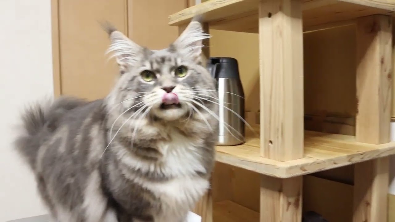 ブルーの素敵なメインクーン男子アンソニー君