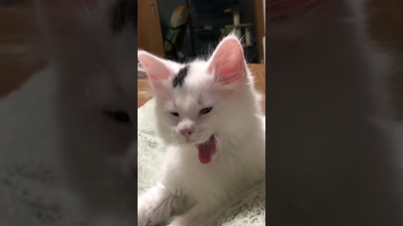 大あくび をする こねこ【 ラガマフィン 子猫 】
