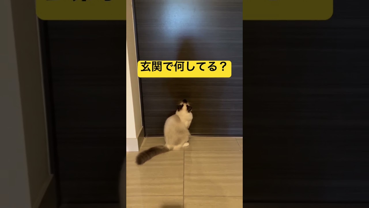 ラグドールのたぬきみたいな猫が玄関てま待機中 #kitten #ragdoll #アライグマ #こねこ #たぬき #ねこ #ラグドール #ラグドール子猫 #cat #ねこのいる生活