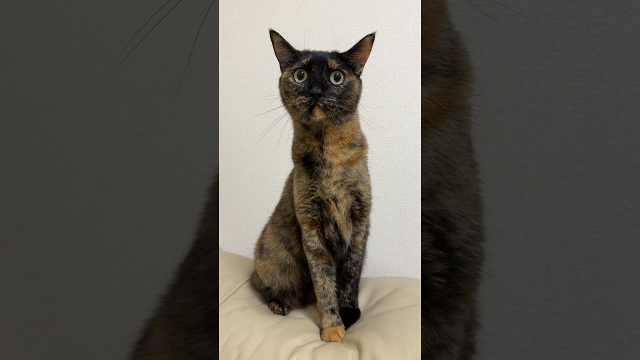 おめめまん丸でビックリしてる猫 #shorts