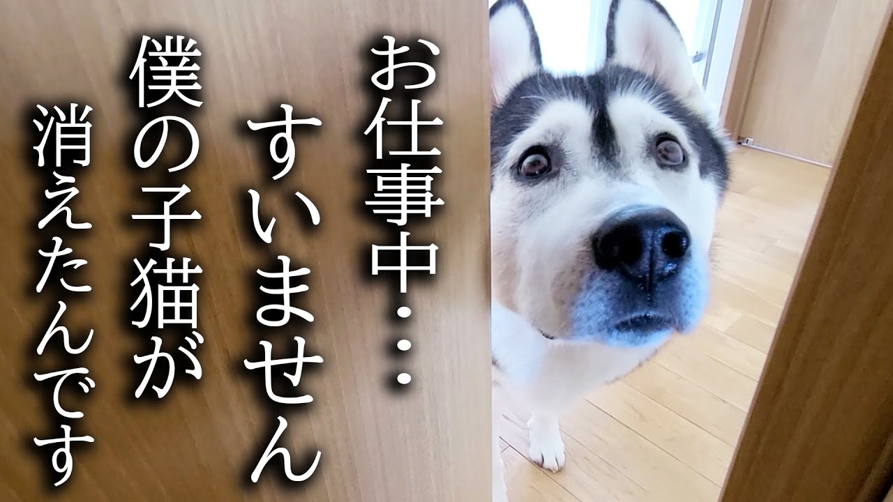 最愛の子猫が家出したと思い泣きながら必死で探すハスキー犬がこちら...