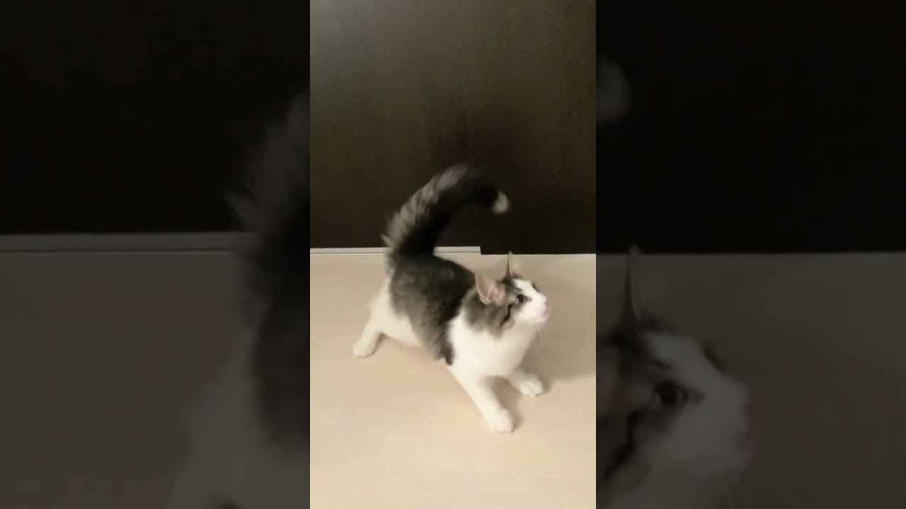 ノルウェージャンフォレストキャット　子猫