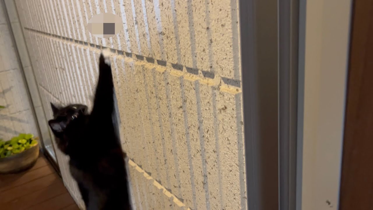 ゴキブリを一瞬で捕獲してしまう猫　ラガマフィン　A cat that instantly captures a cockroach
