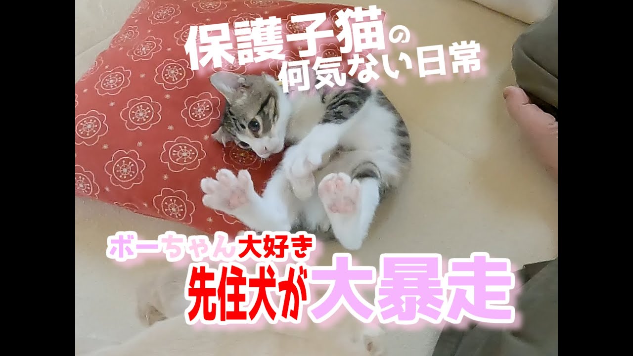 【＃保護子猫ボーちゃんモコちゃん日記⑤】ボーちゃん大好き先住犬が大暴走