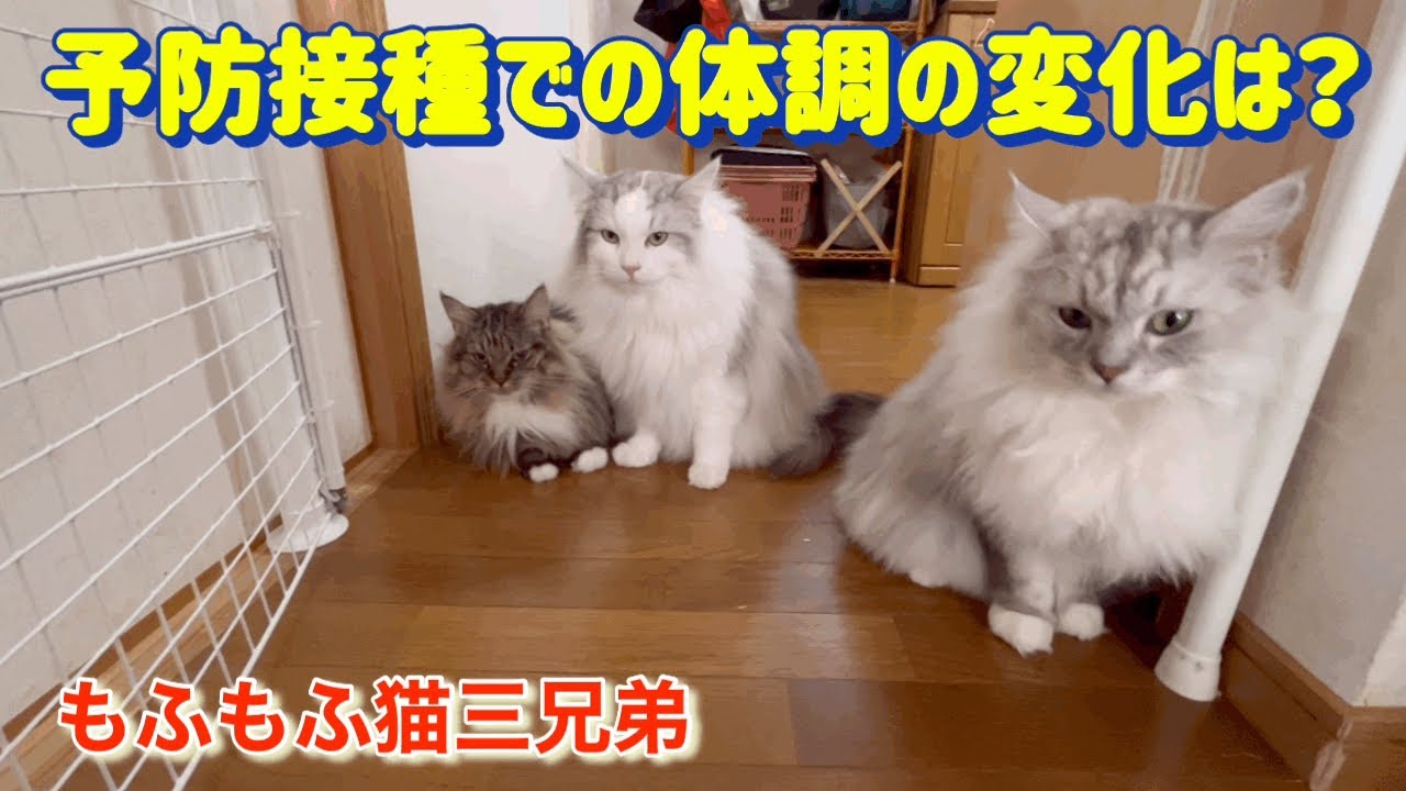 暑い日の車内でハーハーいいながら頑張って予防接種行ってきた時のラガマフィン猫三兄弟達の反応はどうだった？