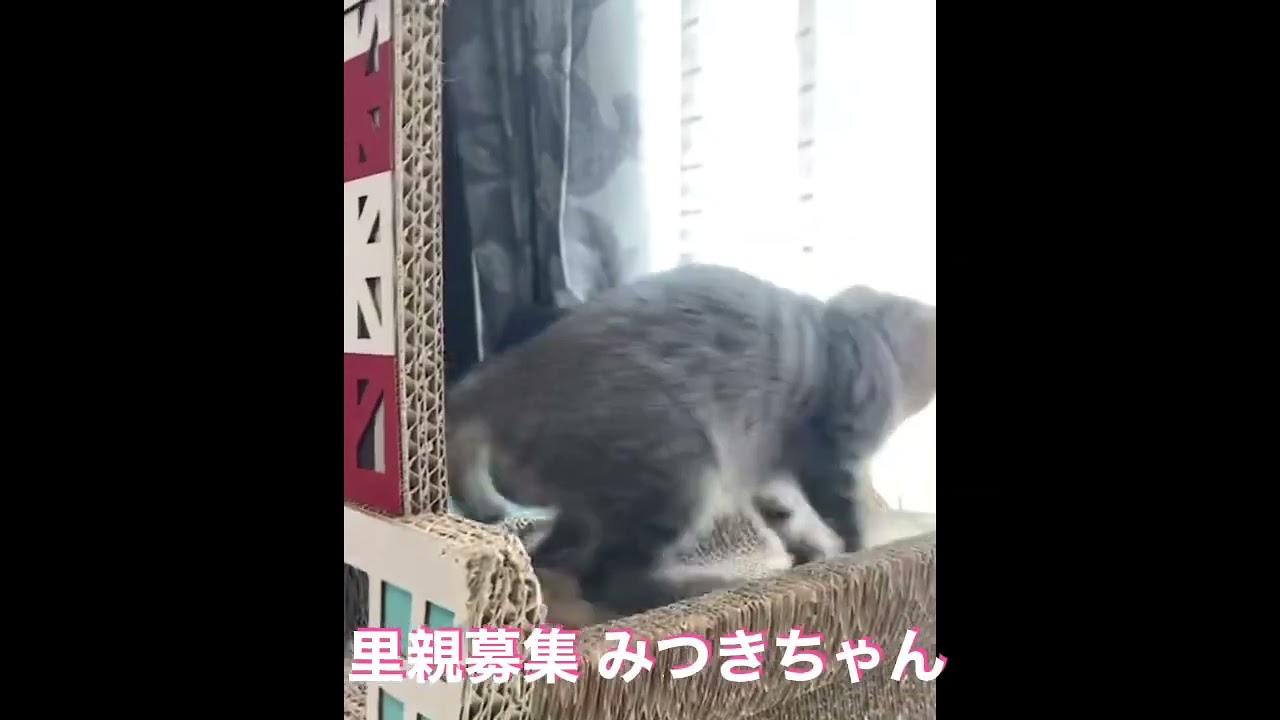 里親募集　キジトラみつきちゃん