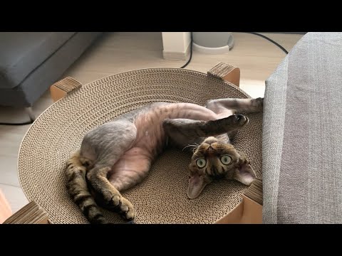 デボンレックス子猫が寛ぎながら兄のことを気にしています(Devon Rex kitten relaxing and caring about his brother)