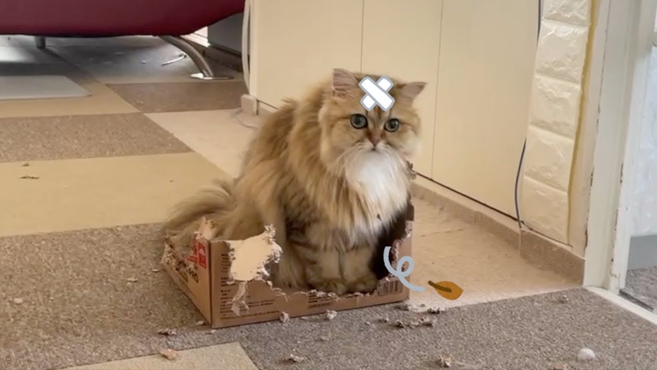 【ペルシャ猫】女の子同士の可愛いバトル❣️決着がついた時の凹んだ様子が可愛すぎました…