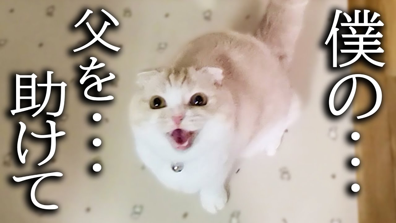 近くに雷が落ちて猫が大騒ぎしてるのでついて行くと犬が...