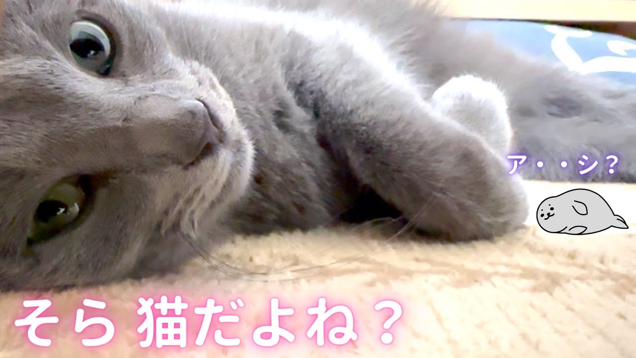 そらちゃんが「アレ」に似てる件（ロシアンブルー）