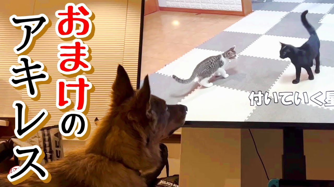【子犬　子猫　保護犬】おまけのアキレス（福ちゃん）