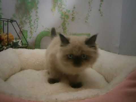 640665 ヒマラヤン