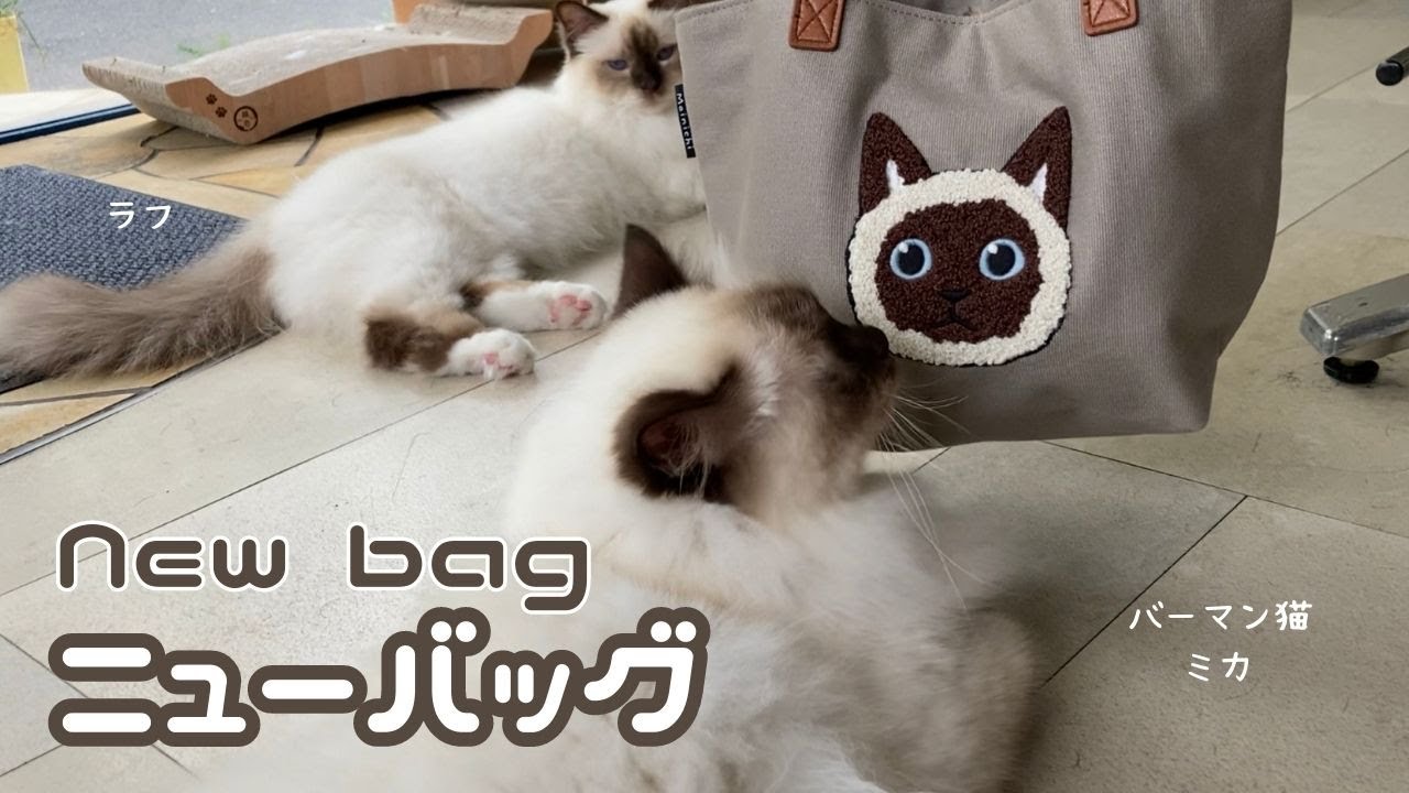 バーマン猫ラフとミカ【ニューバッグ】New bag（バーマン猫）Birman/Cat