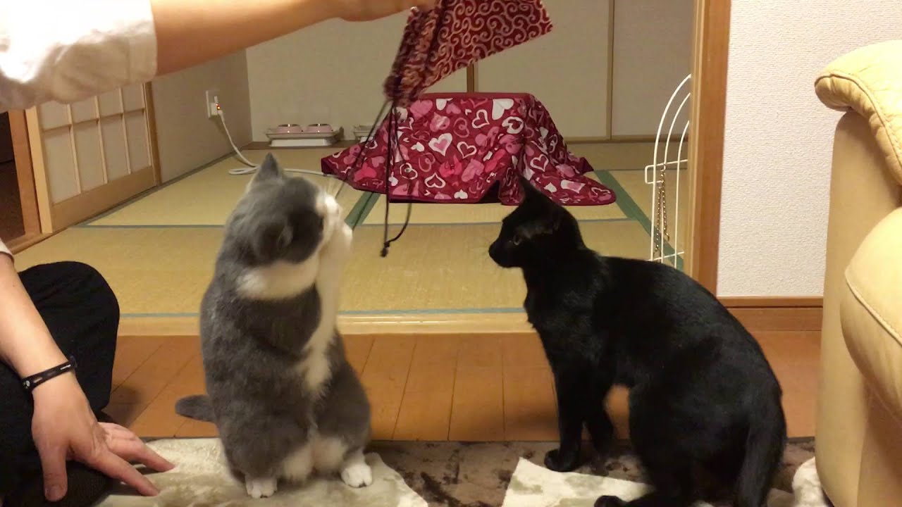 2016/01/30　セルカークレックスの梅子vol.154