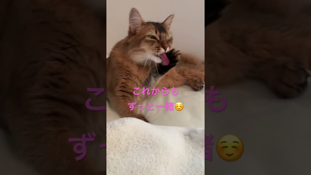 我が家のやんちゃ猫が1歳になりました #ソマリ #しっぽ吸い #甘えん坊の猫