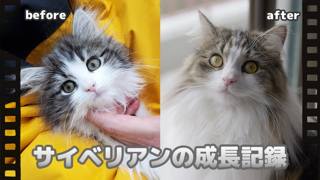 犬みたいな猫！？サイベリアンの成長記録🐈２カ月から１歳までの１１カ月間まとめてみました📅
