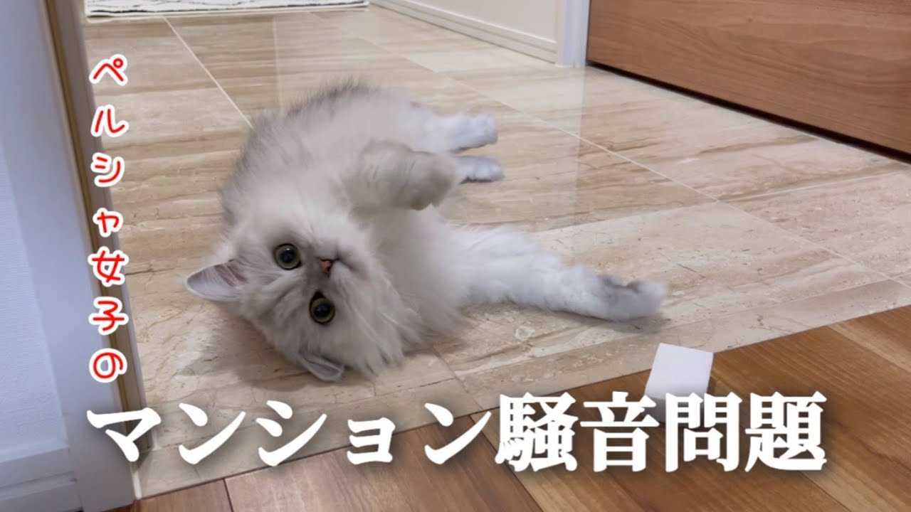 ペルシャ女子のマンション騒音問題【猫と遊ぶ】