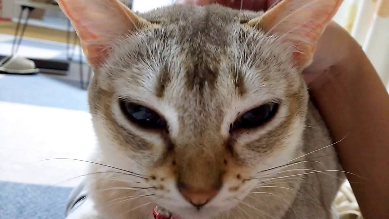 【ティアレ&マオ】性格の違い【アビシニアン&シンガプーラ】