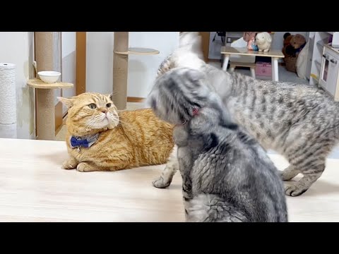 ぼくの為に妻が反撃してくれたのん