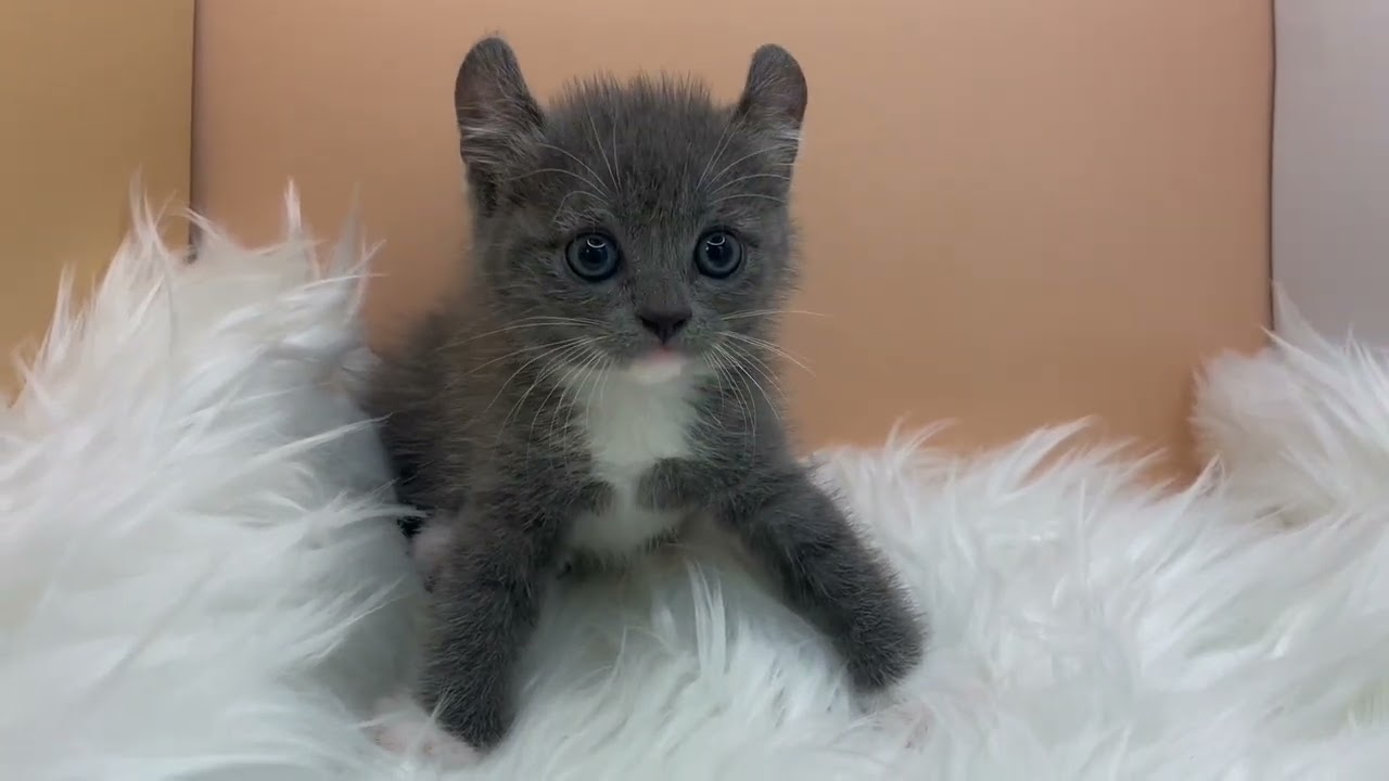 アメリカンカール 【ブルーホワイト】クルンとした耳のアメリカンカール兄妹💓