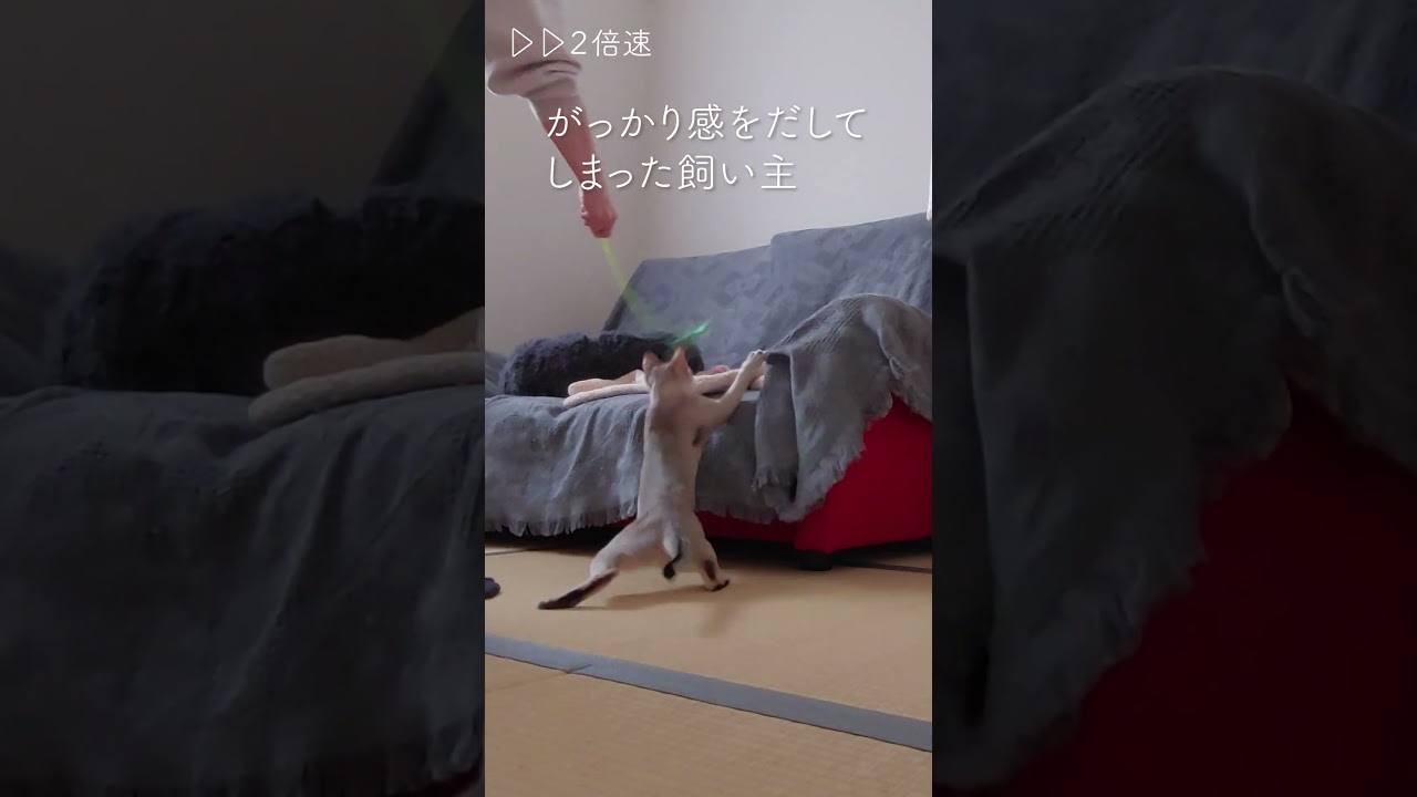 飼い主にがっかりされてしまった子猫の顔がこちら。#シンガプーラ#singapura#子猫#shorts