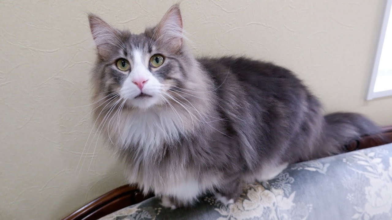 【かわいい❤︎】段ボールに入りたすぎるノルウェージャンフォレストキャットwww