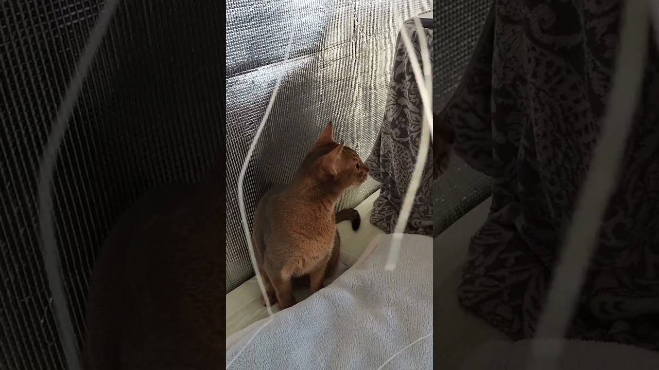 ネコ動画あび＃1874　#shorts　あびの毎日　アビシニアン　あび
