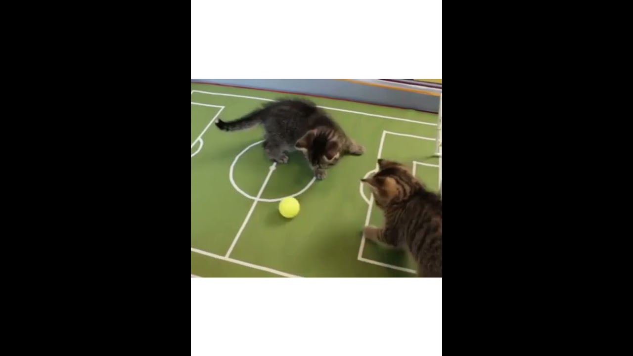 Funny cats videos, These cute cats are playing football!🥰Gray cat vs brown cat who will win?😜#shorts