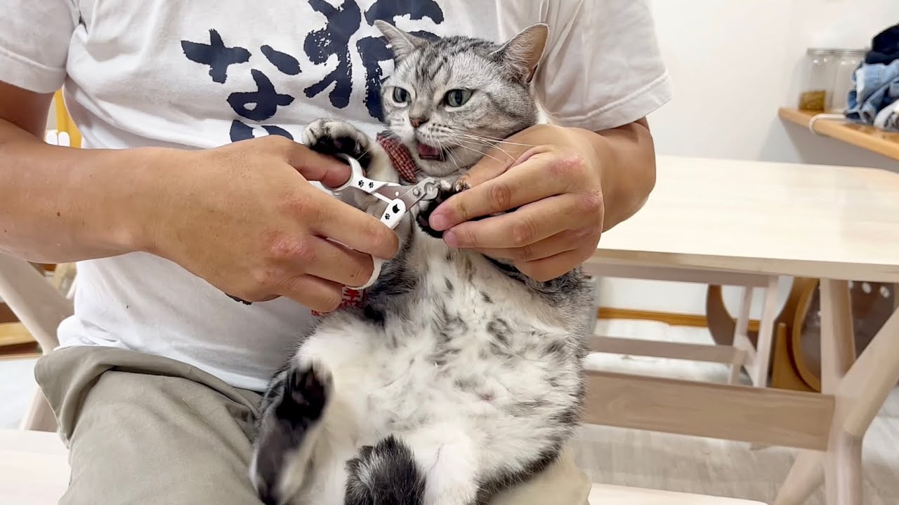 あいちゃんの爪切り