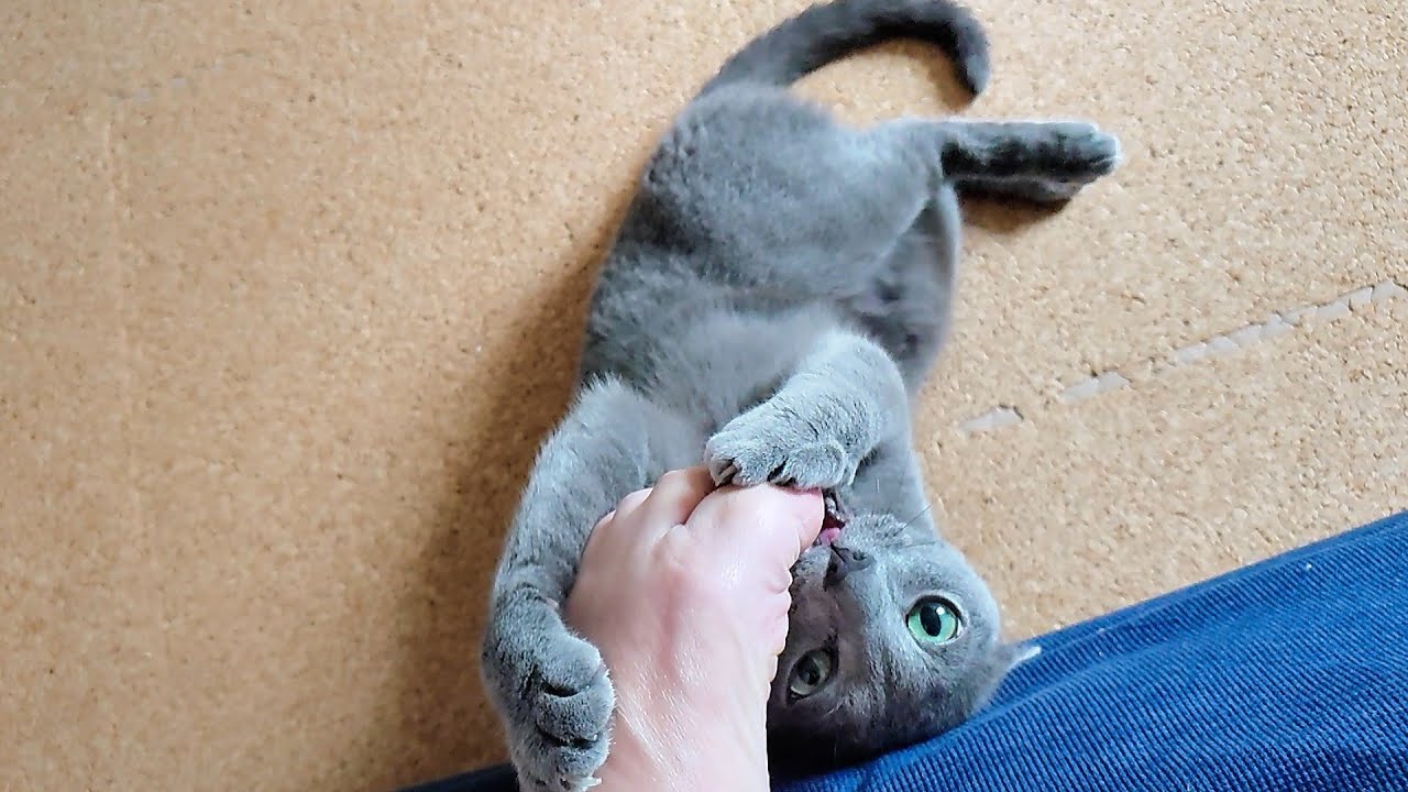 【猫動画】朝から嫁の足を狙うロシアンブルー【russianbule】A Russian Blue that aims at his wife's feet from the morning