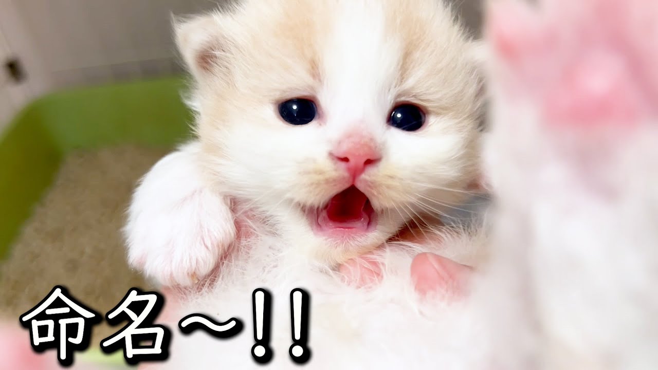 【マンチカンの子猫】メチャ嫌がられながら子猫達に命名した件 ∼猫のいる生活Vol.770~ 出産動画 マンチカン短足・ミヌエット・ペルシャ猫専門ブリーダー『ペット蔵人』【子猫の成長記録】