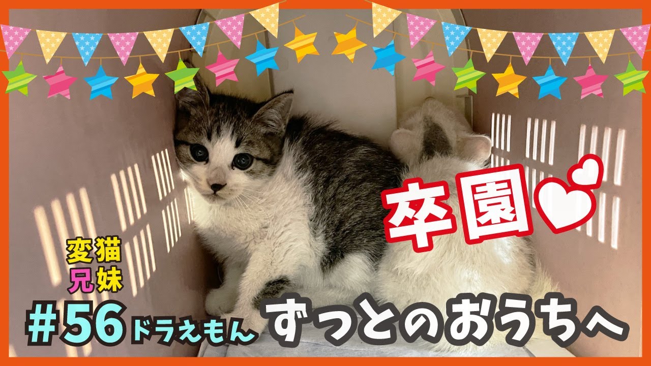 【草むらで子猫を保護 ずっとのお家】変猫兄妹のアニキ、ビビり猫のイケメンがとうとう卒園！個性的な子猫がずっとのおうちで幸せに。【変猫兄妹・ドラえもん56】