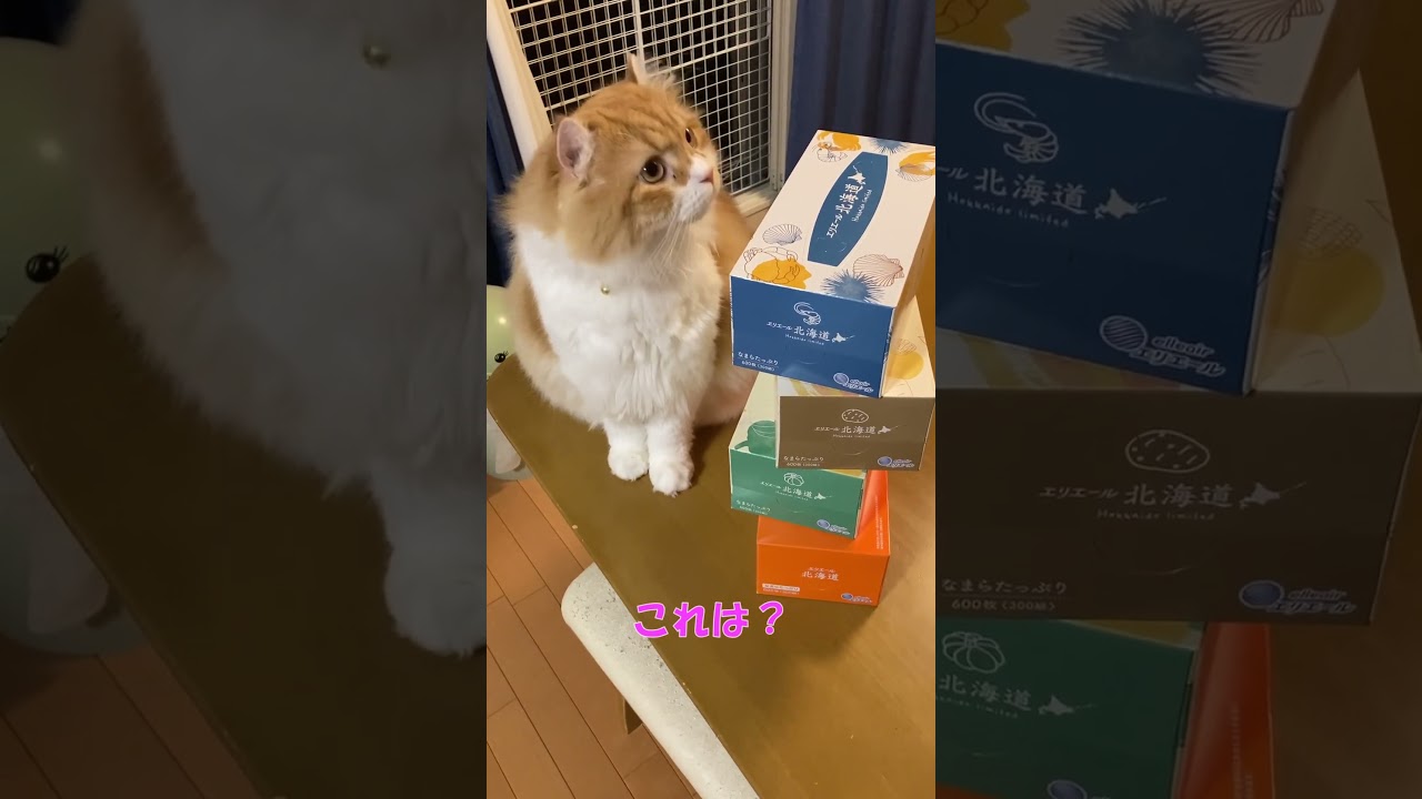 これは？ #shorts  #猫 #アメリカンカール #cat