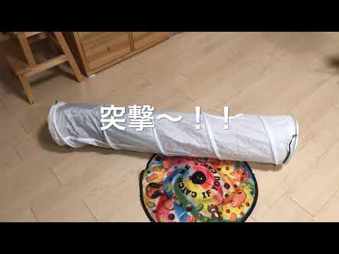 2019/01/17 　セルカークレックスの梅子vol.334