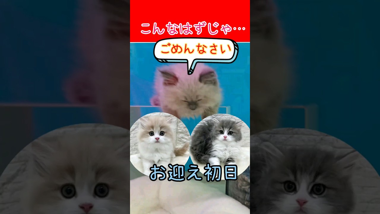 お迎え初日 サイベリアン こんなはずじゃなかった 子猫