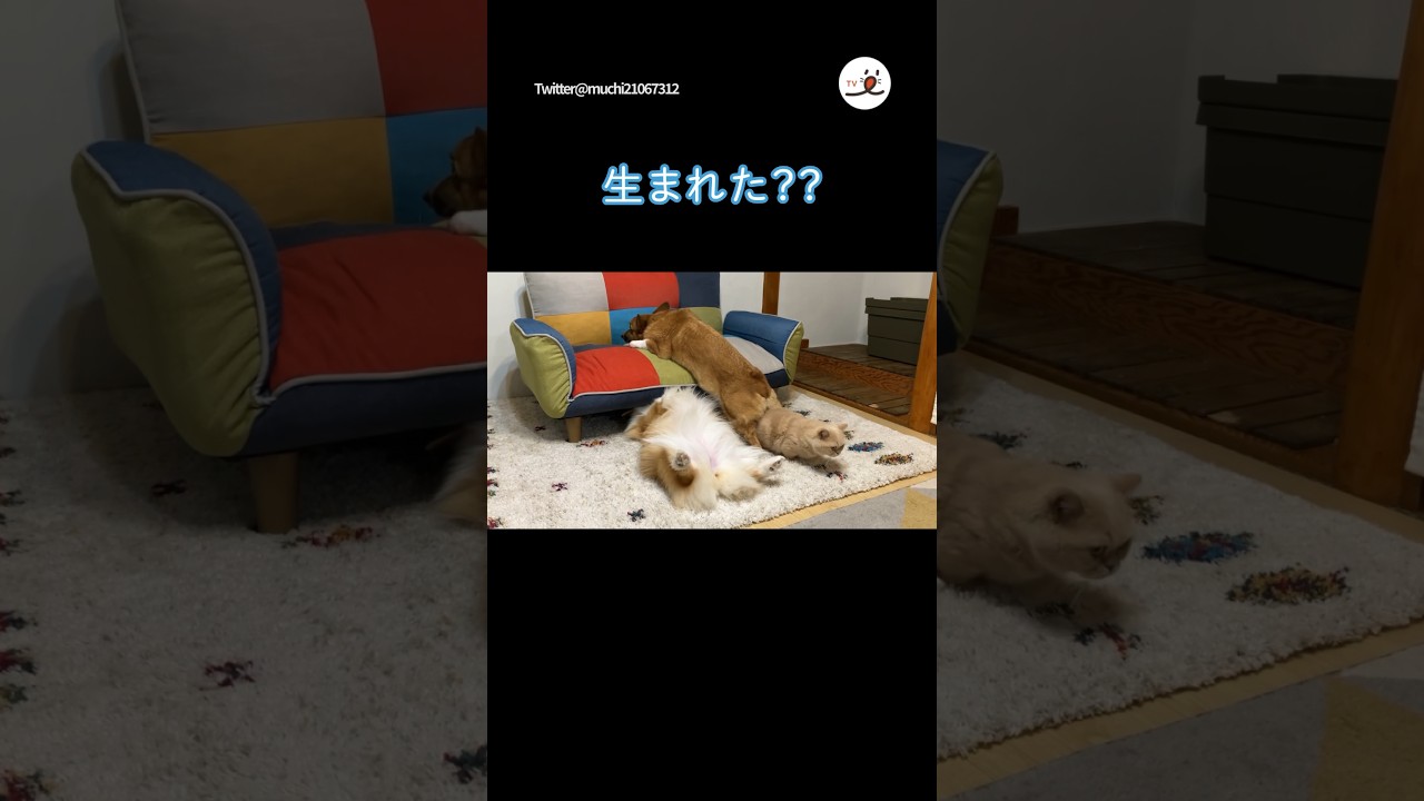 犬から猫が産まれました😸💖｜PECO #shorts