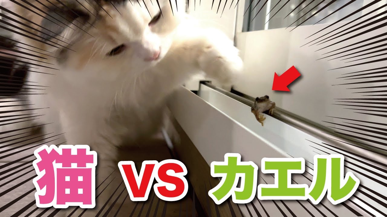 カエルが家の中に入ってきて猫が大変なことになりました【関西弁でしゃべる猫】