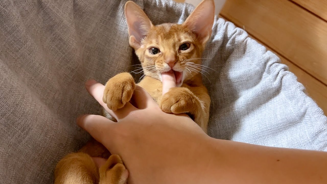 家に来たばかりの子猫に懐かれた結果、指を吸われてしまいました…。これはもう連れて帰るしかありません。