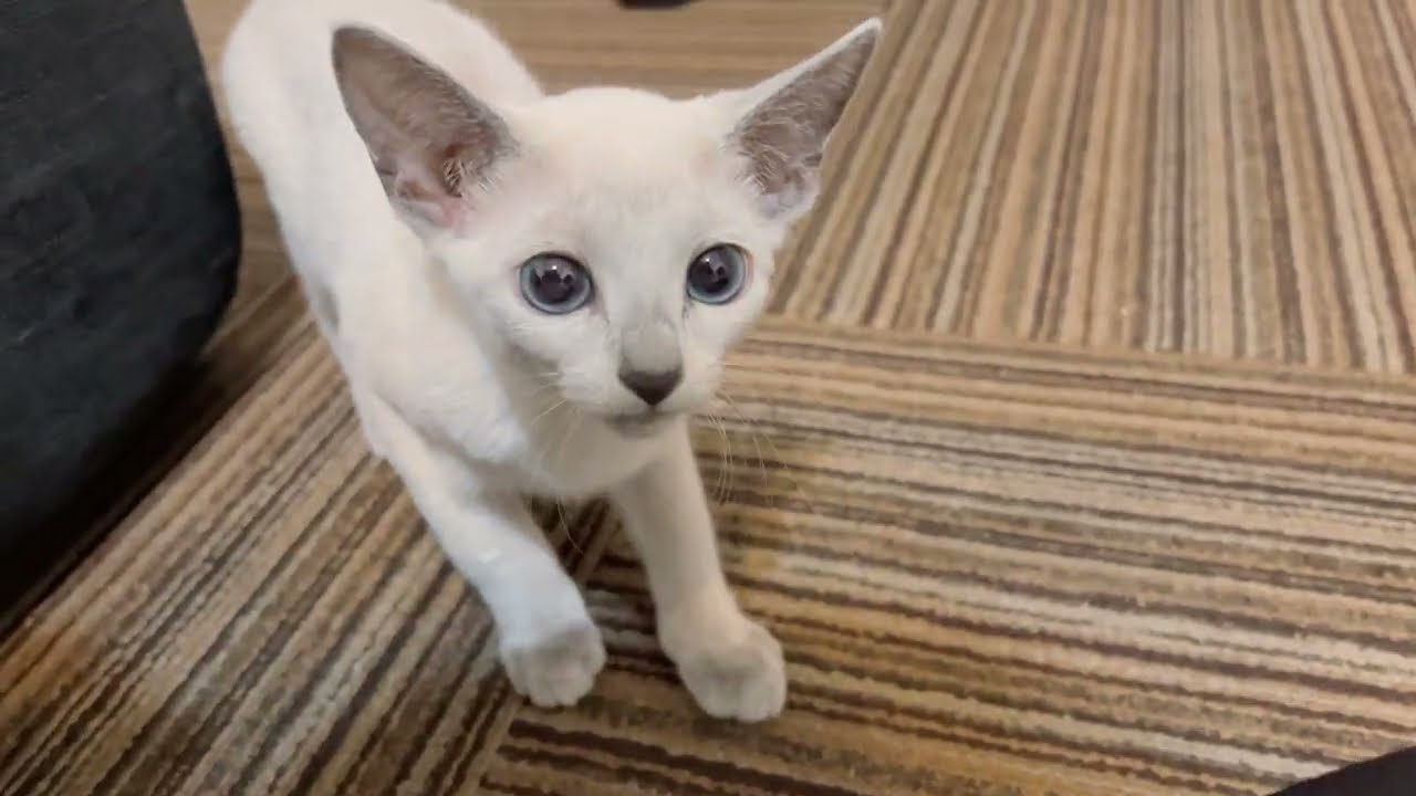 【ロシアンブルー】生後4か月の仔猫がやってきた初日の夜【ブルーポイント】