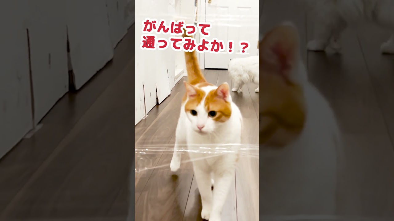 透明の壁に挑戦する猫がコチラ #Shorts