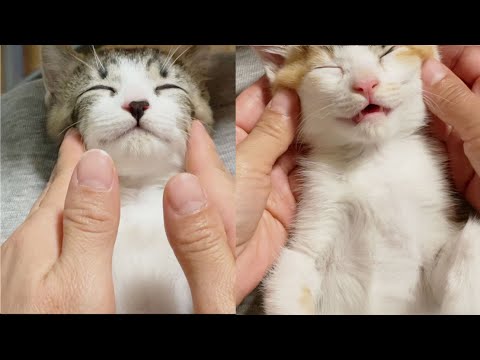 【永久保存版】子猫をマッサージしたらとろけちゃいました🐱