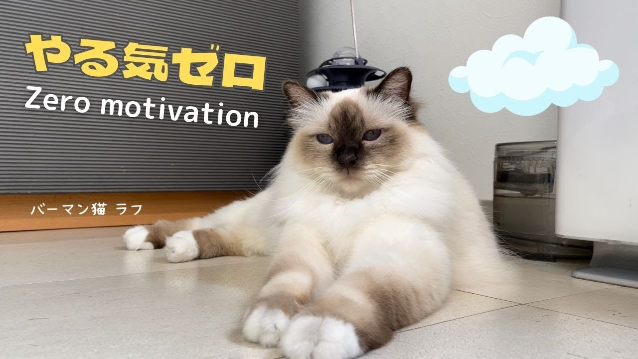 バーマン猫ガブもラフも今日はどんより【やる気ゼロ】Zero motivation（バーマン猫）Birman/Cat