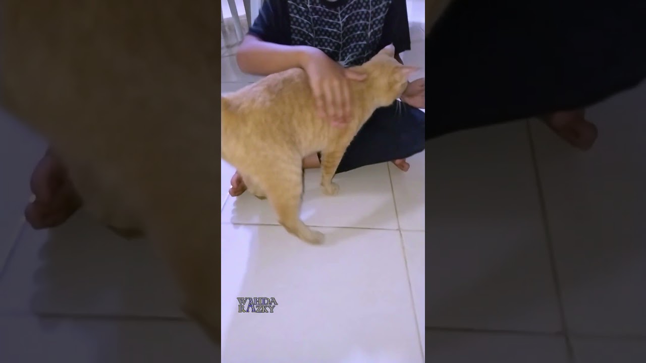 Ginger Manx Cat begs for attention | Chubby Cat | Bobtail Cat