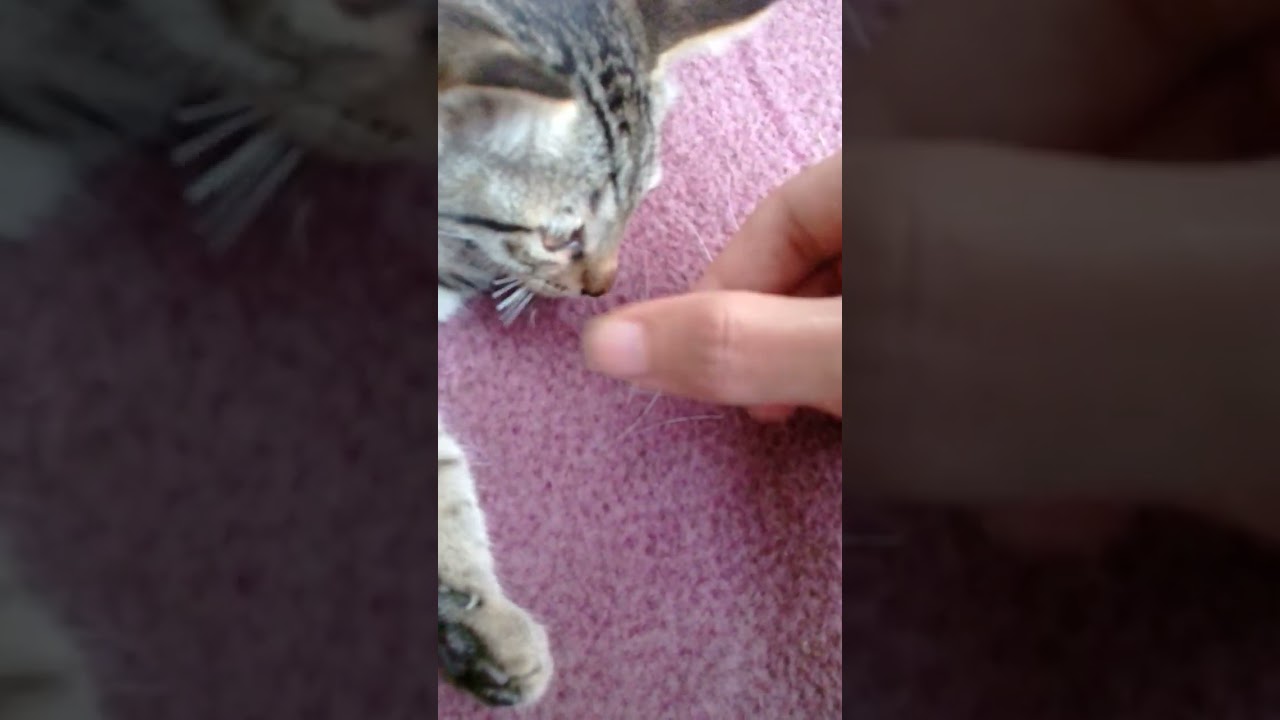 Cutting the whiskers of cats, part two