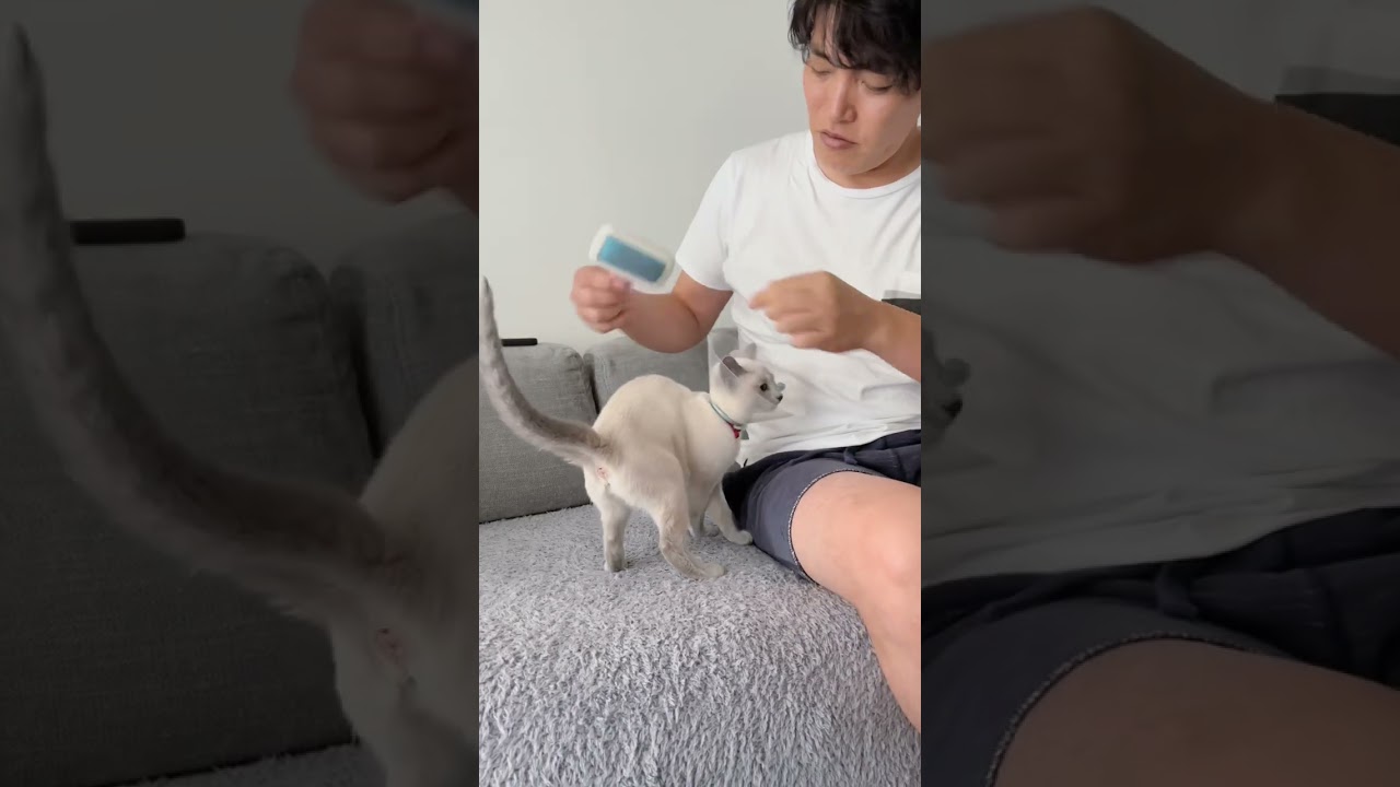 【ロシアンブルー】ブラッシングしてほしい猫【ブルーポイント】