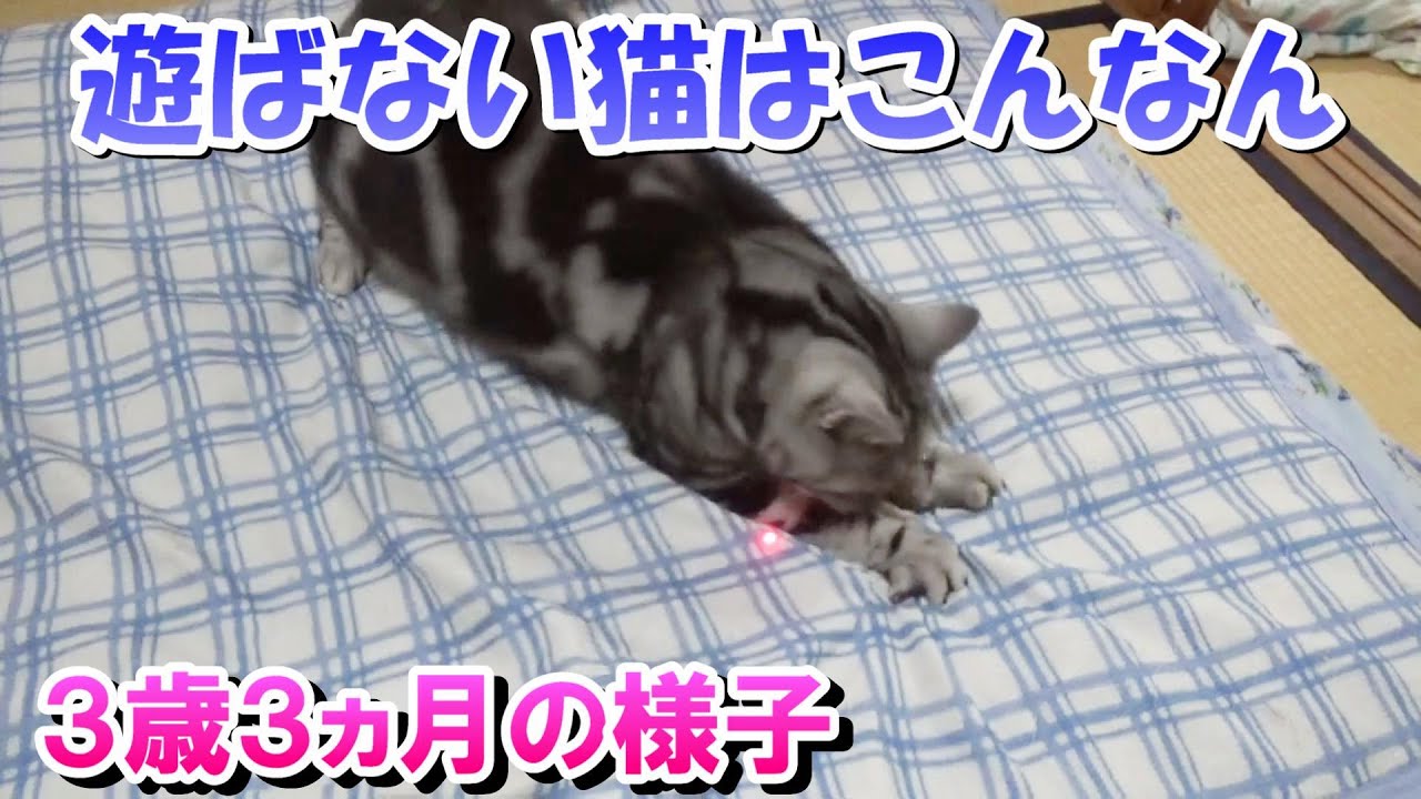 ３歳３ヵ月の様子　遊ばない猫はこんな感じ（アメリカンショートヘア）