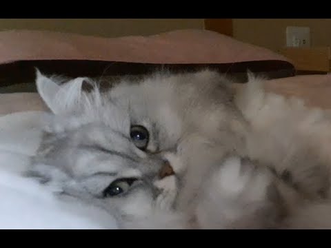 眠たそうな愛猫を見つめていたい【猫のお絹】