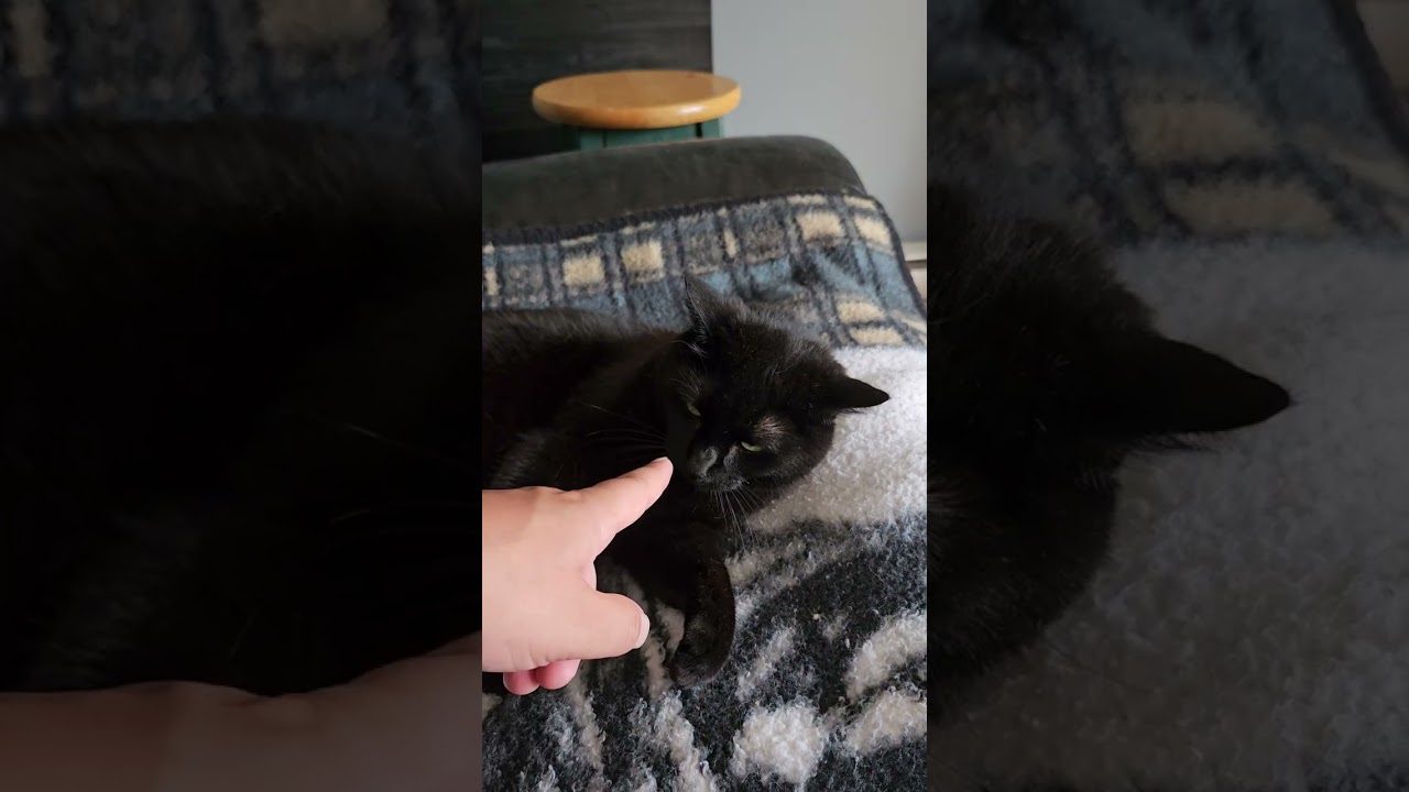 Black Cat Sounds Like A Dog 🤣